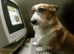 13 Reasons Corgis Make Excellent Employees